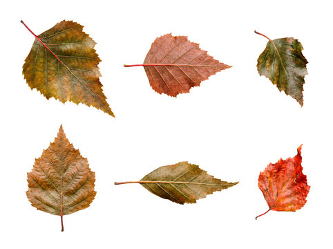 Muted autumn birch tree leaves in earthy tones, isolated on a transparent background, perfect for design.