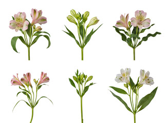 Alstroemeria flowers with delicate pink and white petals and fresh green leaves, isolated on a transparent background. © Samantha