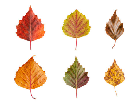Individual birch tree leaves displaying vibrant autumn colors, isolated on a transparent background for design projects.