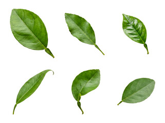 Fototapeta premium Vibrant green citrus leaves, various shapes and sizes, isolated on transparent background, perfect for fruit designs.
