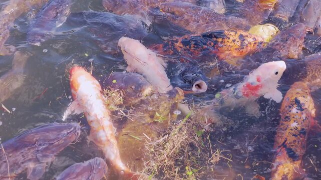 池の美しい水面を泳ぐ色鮮やかな錦鯉と真鯉の群れ 大分