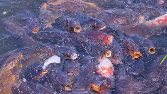 池の美しい水面を泳ぐ色鮮やかな錦鯉と真鯉の群れ 大分