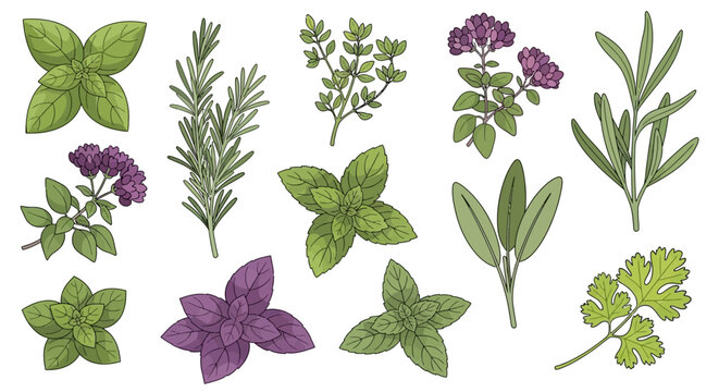 Variety of herbs and flowers displayed.
