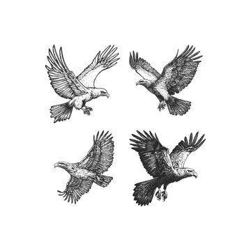 Hand drawn vector illustration of a majestic eagle flying with spread wings isolated on black background.