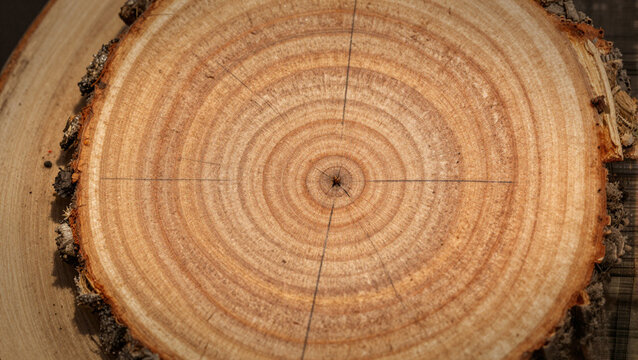 cross section of tree trunk