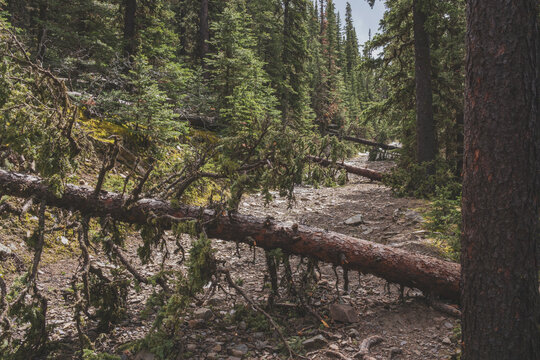The road through the forest, which is snow-covered in places, leads to a beautiful mountain in the Canadian Rockies 