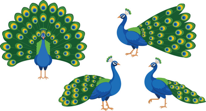 A peacock displays its vibrant tail feathers against a white background.