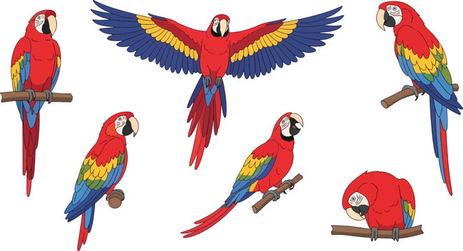 A set of five colorful macaw parrots are depicted in various poses.