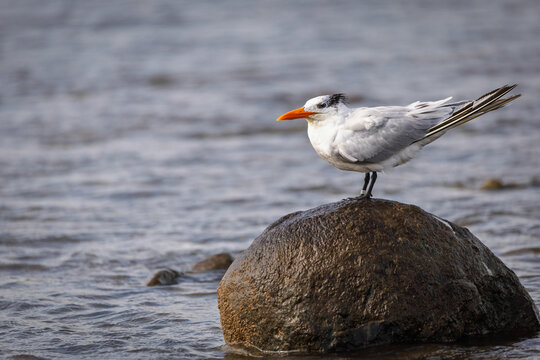 Royal Tern (Thalasseus maximus) Perched on a Rock in the Ocean, Costa Rica