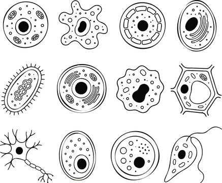 Black and white of various microorganisms, bacteria, and cells with detailed internal structures