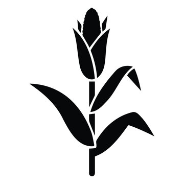 Single corn cob on stalk vector illustration with leaves growing in agriculture farm field.