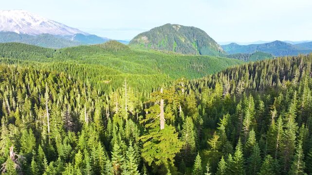 Aerial View Of Mount St Helens Above Evergreen Forest 26