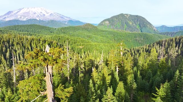 Aerial View Of Mount St Helens Above Evergreen Forest 27