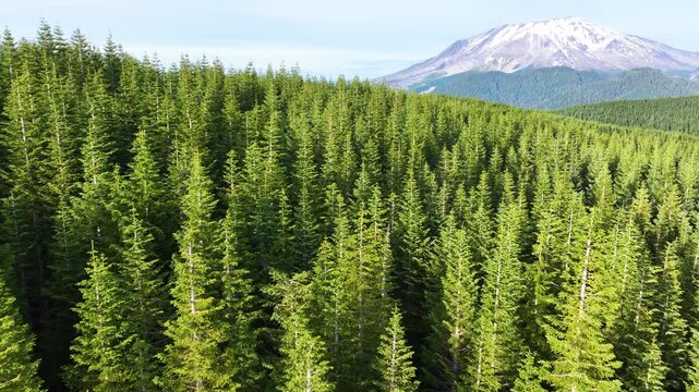Aerial View Of Mount St Helens Above Evergreen Forest 31