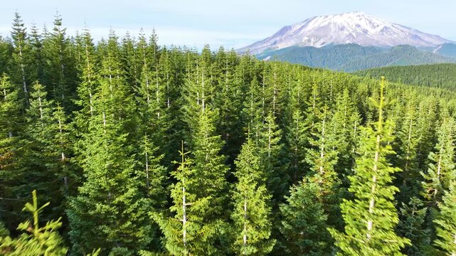 Aerial View Of Mount St Helens Above Evergreen Forest 32