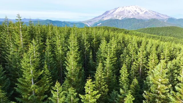 Aerial View Of Mount St Helens Above Evergreen Forest 33