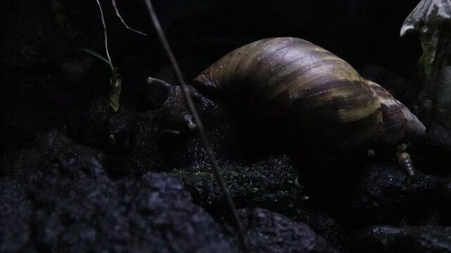 Land snail crawling slowly across a wet garden surface at night after rain in rural Java, Indonesia. Close-up wildlife footage showing natural gastropod locomotion and tropical biodiversity.