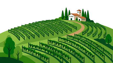 Fototapeta premium Vineyard rows on green hillside landscape.