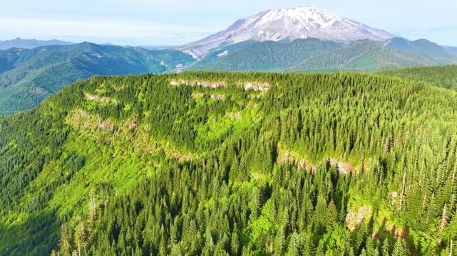 Aerial View Of Mount St Helens Above Evergreen Forest 36