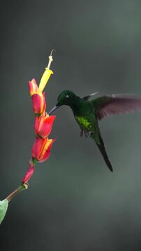 Hummingbird Feeding on Exotic Red and Yellow Flowers Macro Shot