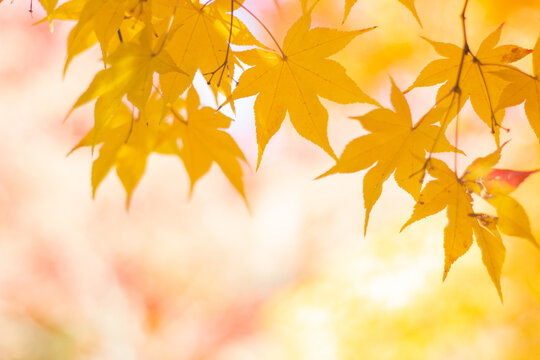 Golden yellow maple leaves and blue sky. Tachikawa, Tokyo, Japan. Wallpaper background, copy space. 