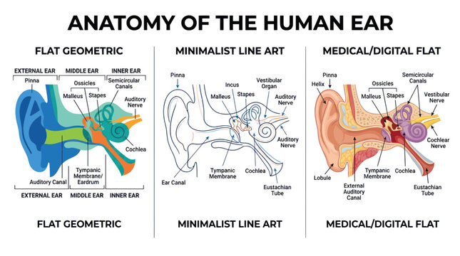 Human Ear Anatomy: Flat Geometric, Minimalist Line Art, Medical Flat Styles