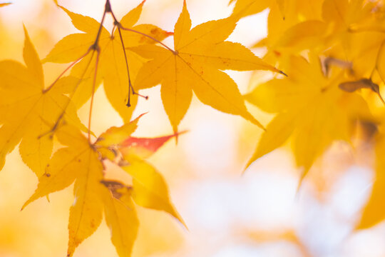 Golden yellow maple leaves and blue sky. Tachikawa, Tokyo, Japan. Wallpaper background, copy space. 