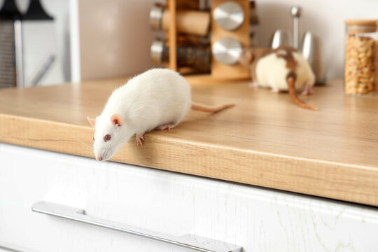 White laboratory rat on kitchen countertop with another rat in background, rodent infestation and pest control concept, the presence of rats on food preparation surfaces highlights issues of hygiene