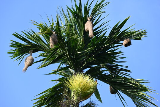 palm tree laden with bird nests, bird baya Weaver nests tree palm