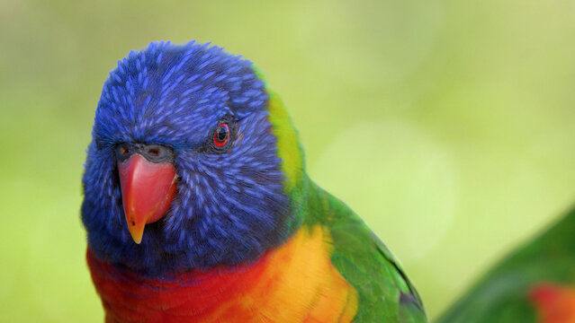 Extreme Close-up of a Vibrant Rainbow Lorikeet Parrot in Australia