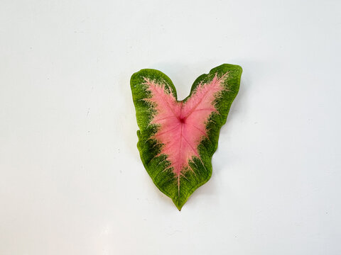 Pink and green caladium leaf on white background