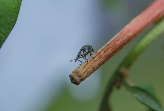 Curculionidae weevil on a twig, macro of pest insects, Temamatla, Mexico. Gorgojo de la familia Curculionidae en una ramita, macrofotograf&iacute;a de insectos plaga, Temamatla, M&eacute;xico