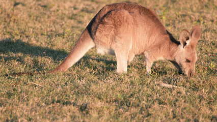Kangaroo Joey Grazing in a Sunlit Field at Golden Hour © blueringmedia