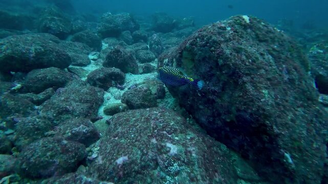 Spotted Boxfish Swimming Above Rocky Seafloor In Coiba National Park Panama