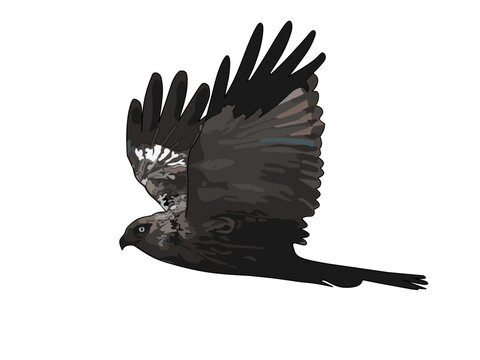 Portrait of a bird flying against a white background.