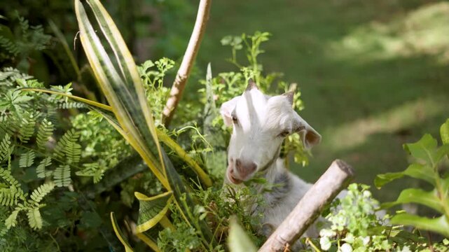Goat Eating Plants in an Urban Garden During Afternoon