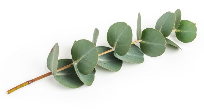 A single eucalyptus branch with rounded silver dollar leaves rests against a neutral white background, showing natural textures and detail, leaves, white, aesthetic