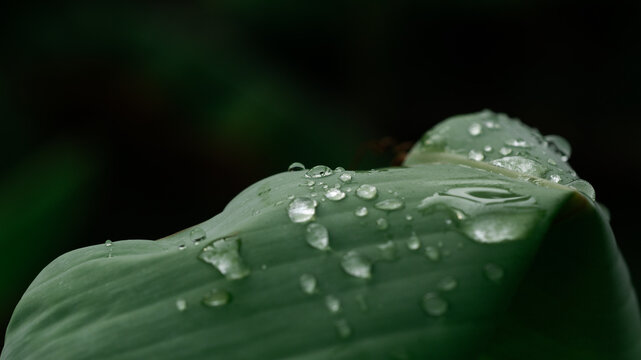 Dew Drops on a Fresh Green banana Leaf Close Up