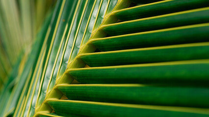 Close Up of a Green Palm Leaf Texture in Nature,Cover page,cover space  © khampee
