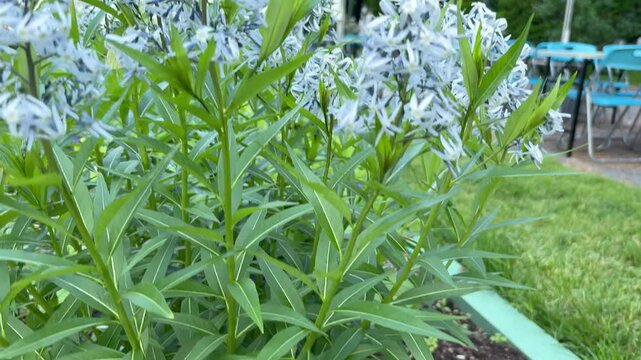 Tilt-up shot of Amsonia hubrichtii in full bloom, from blue-purple pansies