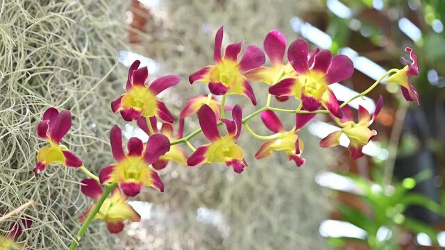 Beautiful Orchids flowers. Dendrobium Orchids are know for their elegant and sometimes flamboyant flowers.