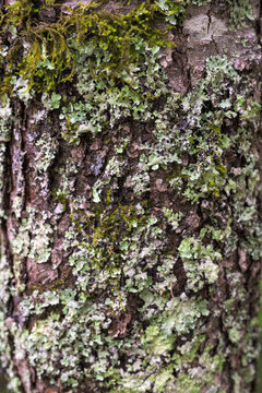 Close up view of green lichen and moss growing on rough tree bark in a forest environment. Natural texture background with organic patterns and environmental detail.