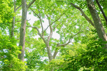 Fototapeta premium 初夏の深まる緑の森と美しく広がる新緑の樹木 Beautiful fresh green forest with spreading tree branches in early summer