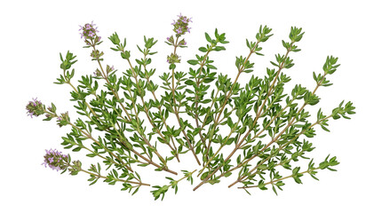 Obraz premium Flowering Thyme Sprigs, Green Leaves, Purple Blooms, Isolated.