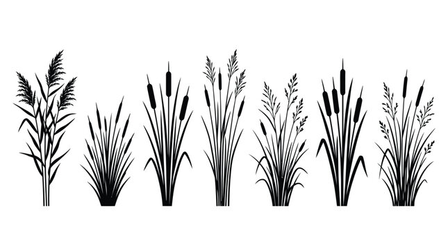 Elegant black silhouette vector illustration of various wild marsh reeds and cattails for artistic projects