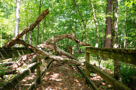 A large fallen tree lies across a weathered wooden boardwalk in a dense green forest, creating a natural obstruction along the trail.