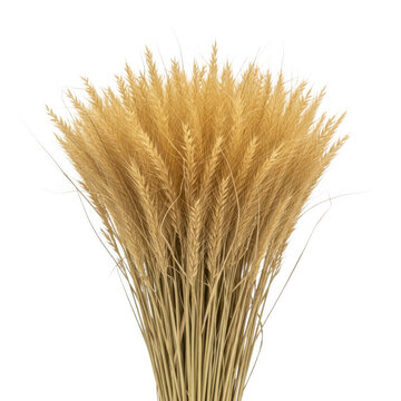 A close-up view of a bundle of dried wheat stalks with golden grains