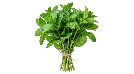Obraz premium Fresh Green Mint Leaves Bundle Tied With Natural Twine