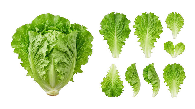 Fresh green Romaine lettuce head with crisp individual leaves isolated
