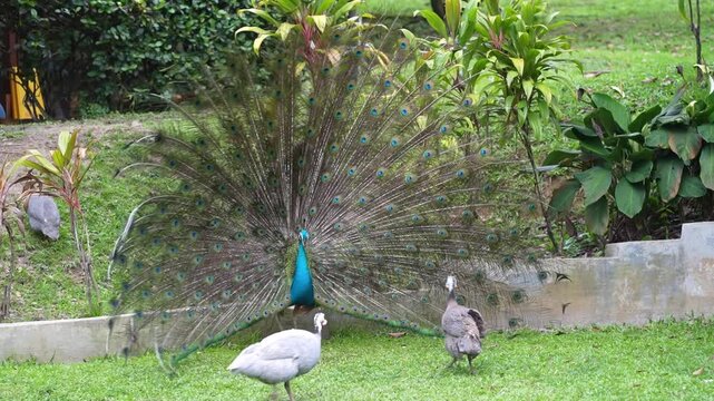 peacock in the park, indian peafowl try to intimidate helmeted guinea fowl in natural environment, wildlife bird during mating season